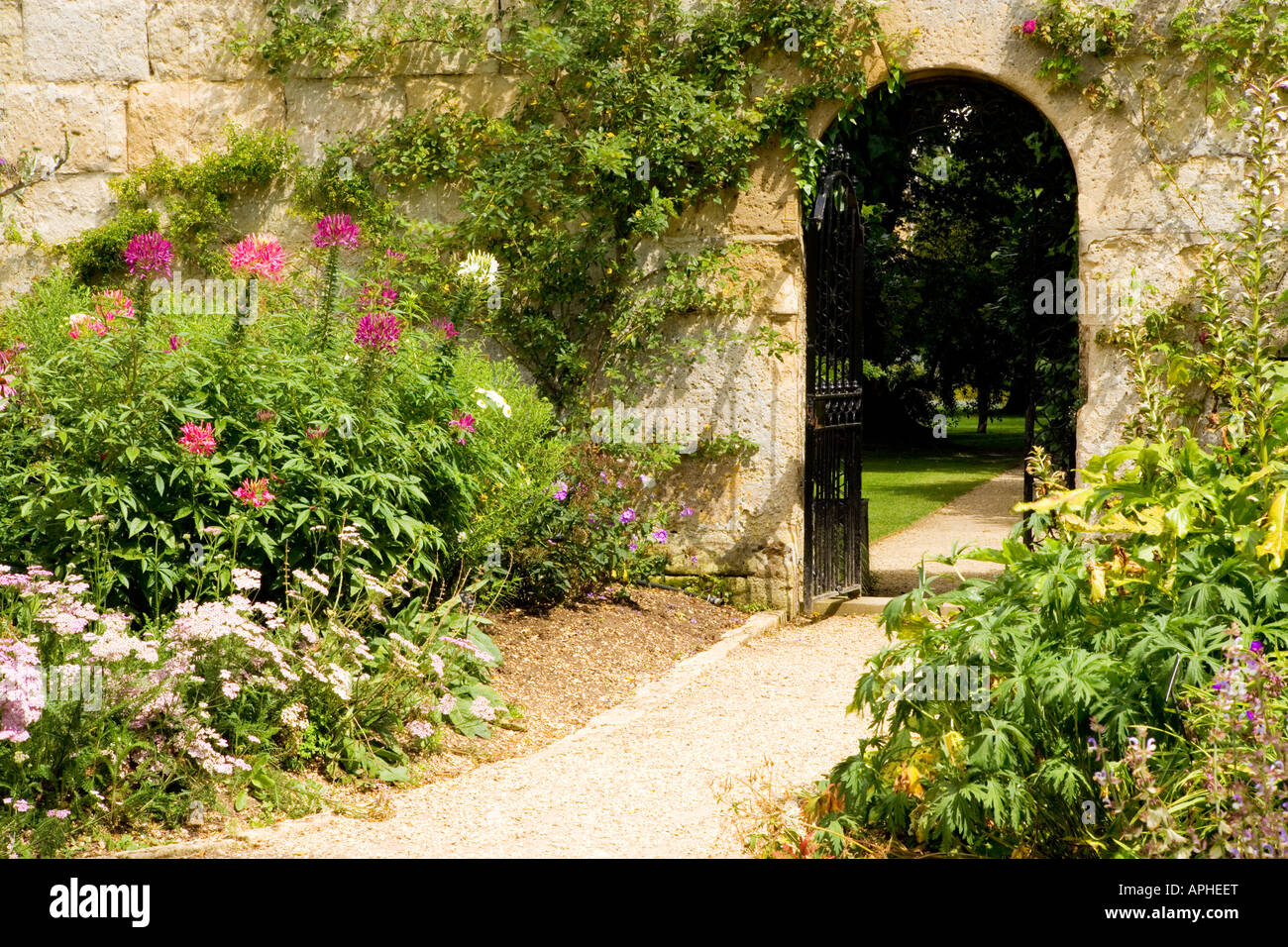 Arcuata di ferro battuto cancello al Giardino Botanico Oxford con parte del confine annuale con yarrow e cleome Foto Stock