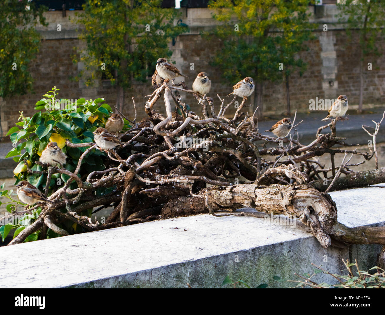 Un gruppo di passeri di uccelli arroccati su un albero vicino alla Senna nel centro di Parigi Foto Stock