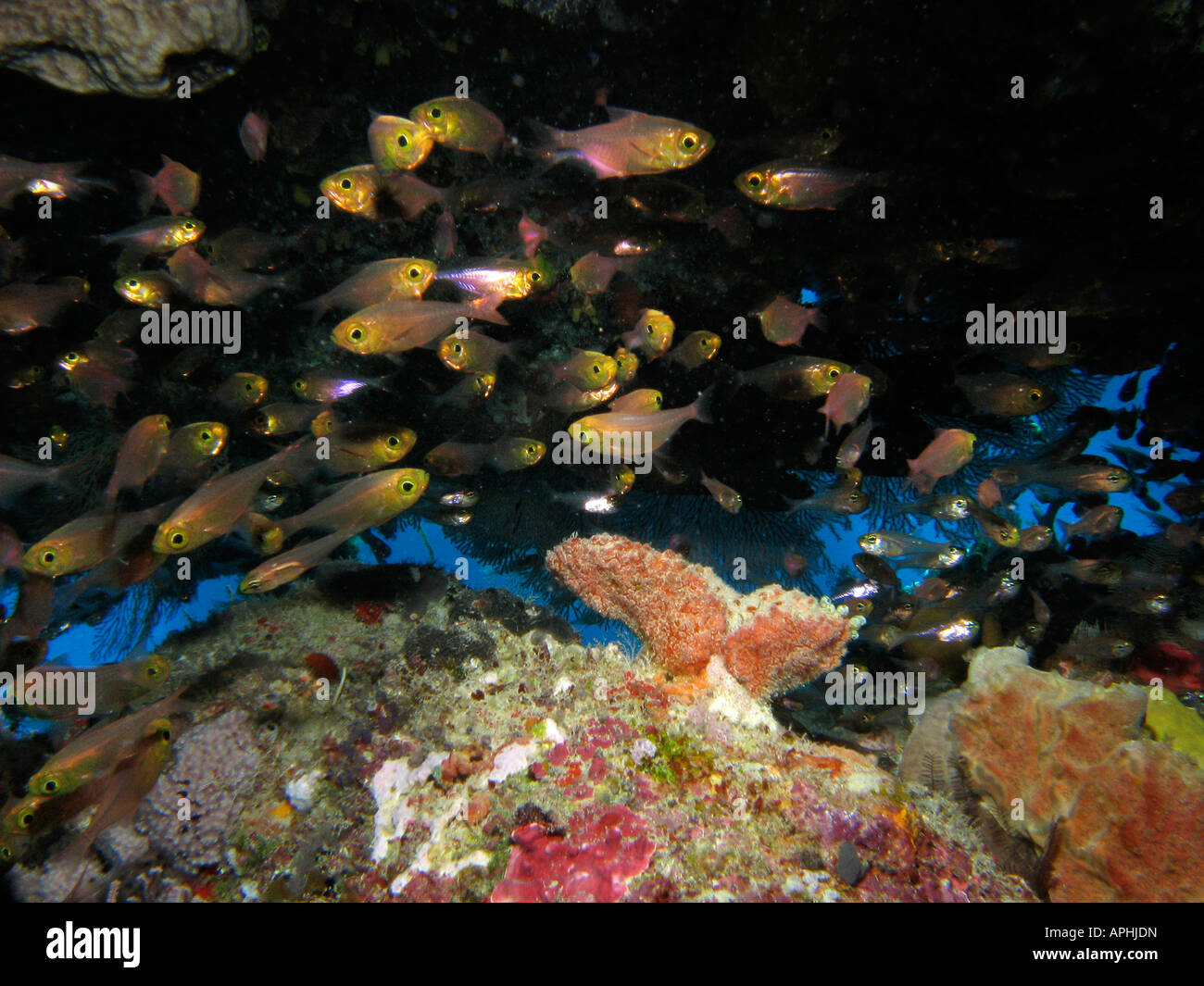 Cardinalfish nella grotta di Agincourt Reef della Grande Barriera Corallina del Queensland del Nord Australia Foto Stock