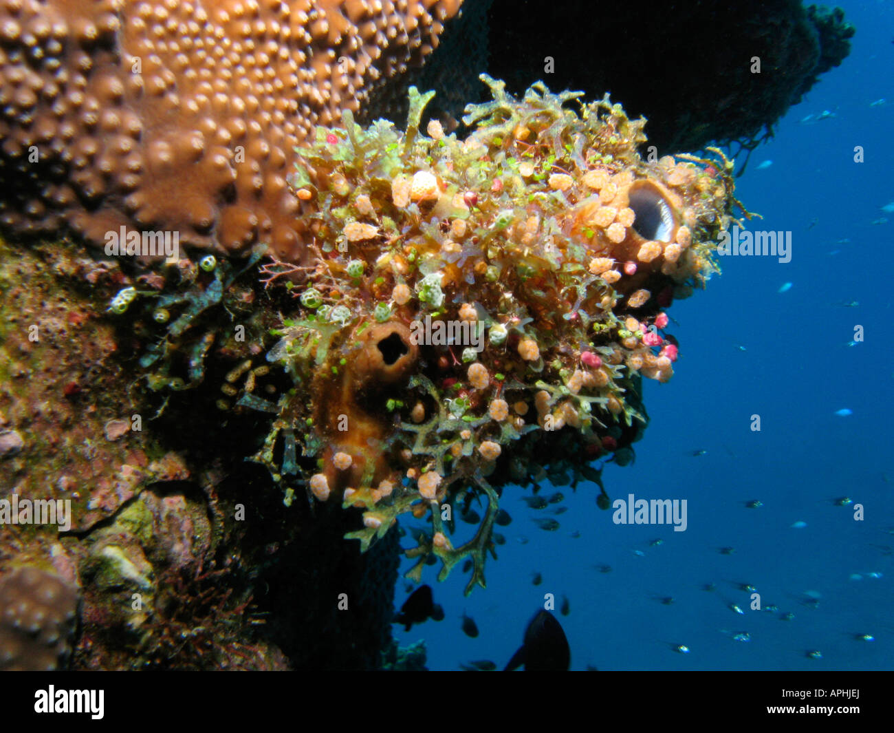 Coral Reef Agincourt Grande Barriera Corallina del Queensland del Nord Australia Foto Stock