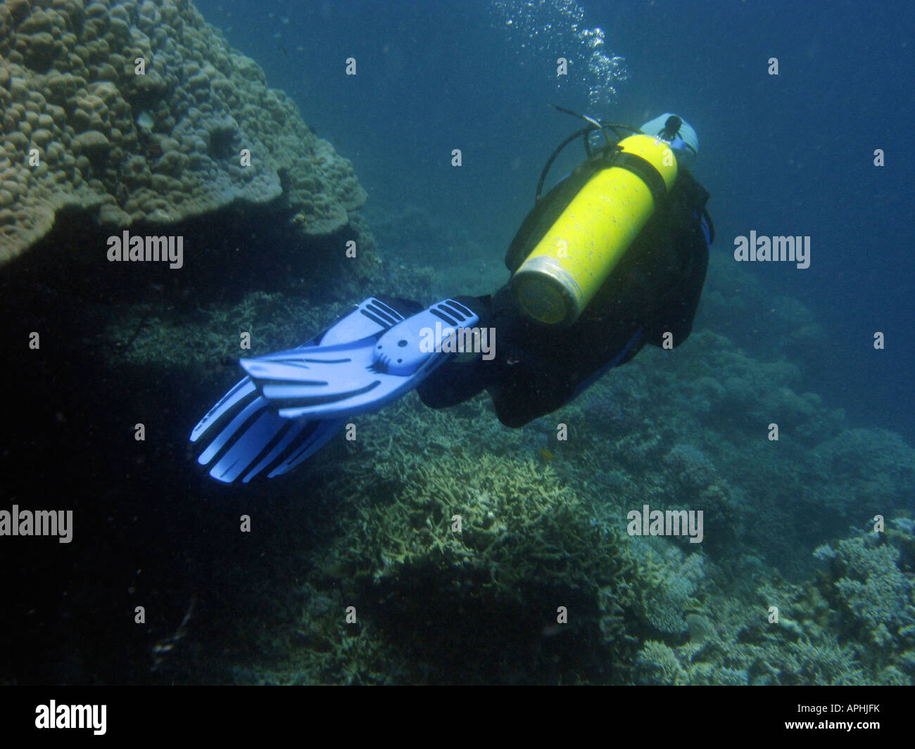 Scuba Diver Agincourt Reef della Grande Barriera Corallina del Queensland del Nord Australia Foto Stock