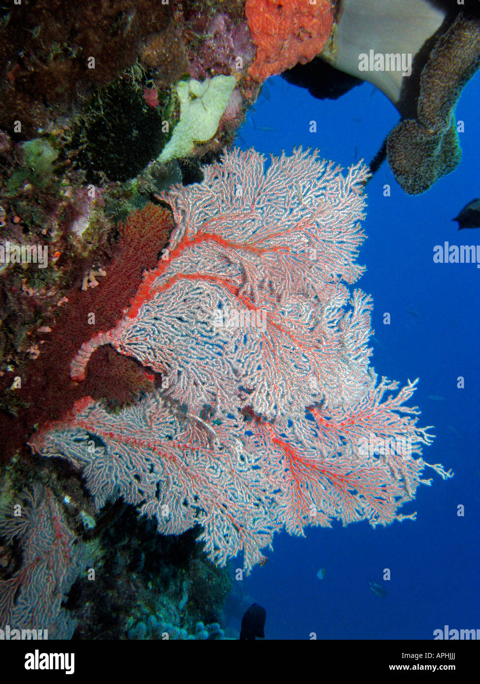Fan coral Agincourt Reef della Grande Barriera Corallina del Queensland del Nord Australia Foto Stock