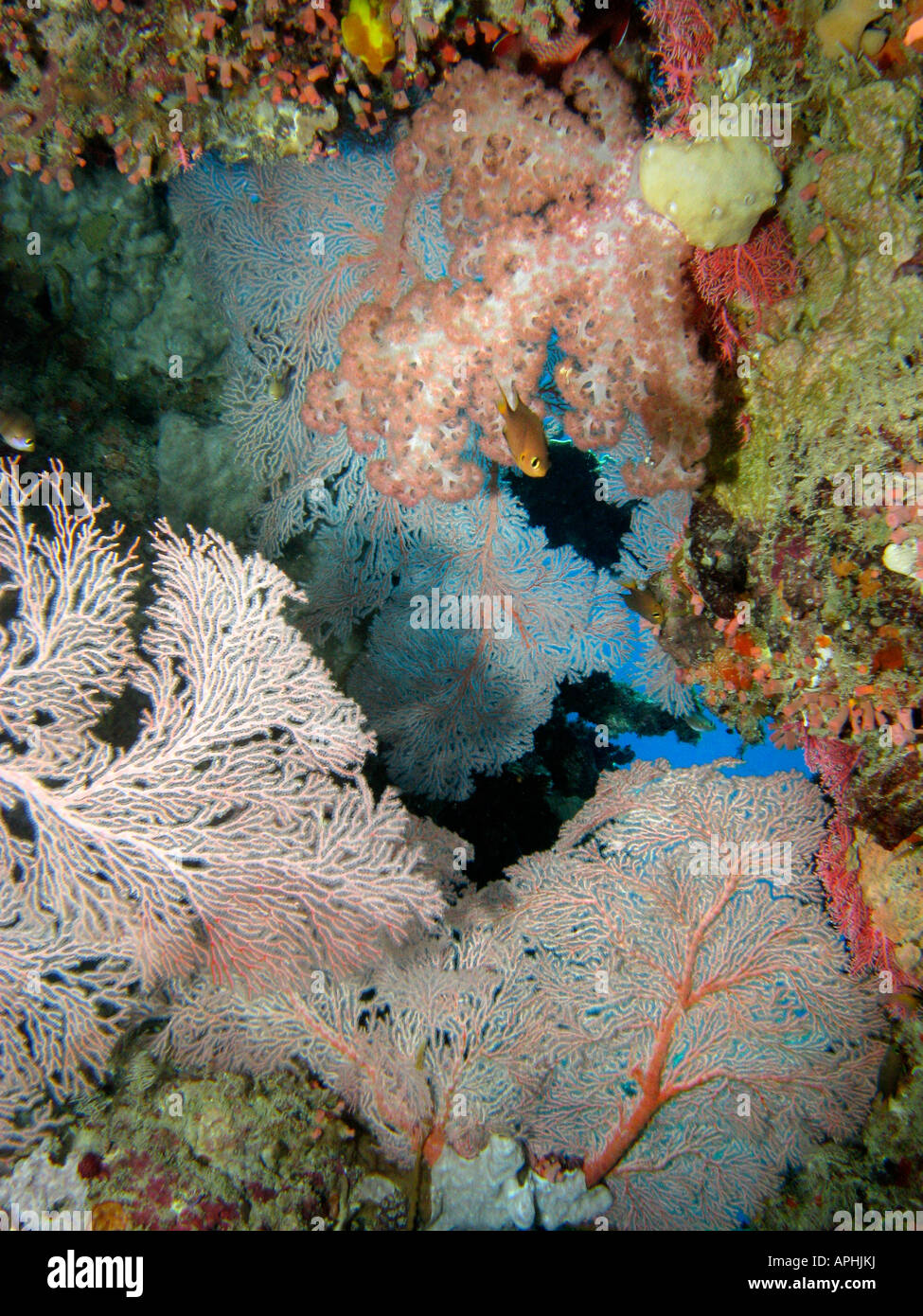 Fan coral Agincourt Reef della Grande Barriera Corallina del Queensland del Nord Australia Foto Stock