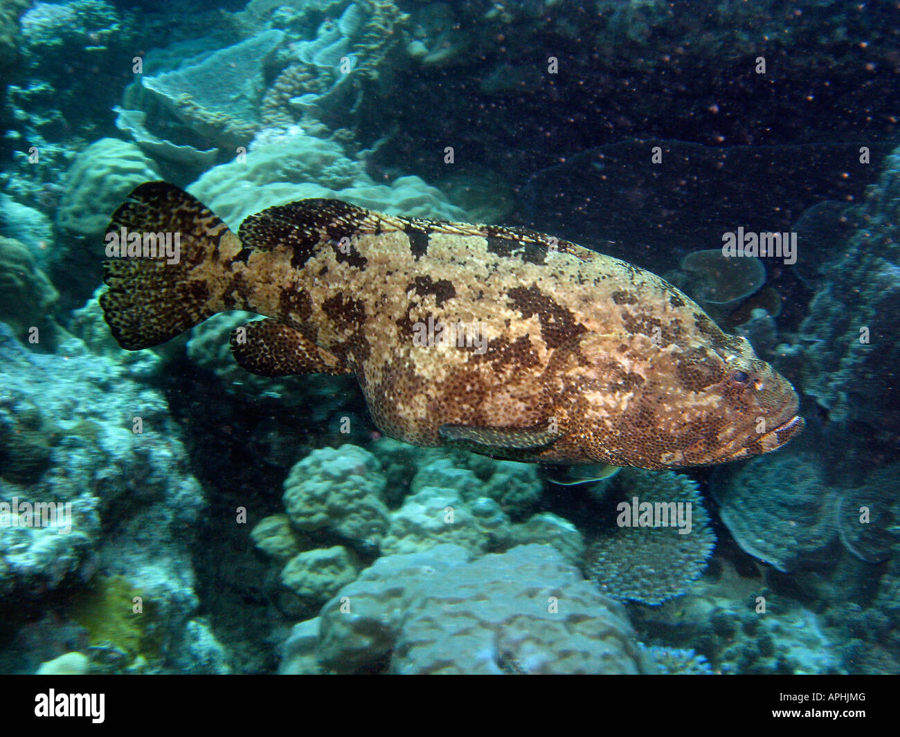 Giant Cod Agincourt Reef della Grande Barriera Corallina del Queensland del Nord Australia Foto Stock