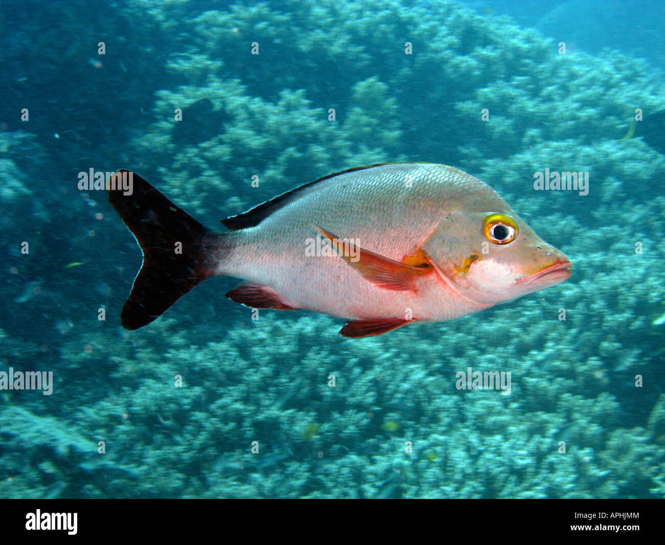 Paddle tail Lutjanus gibbus Agincourt Reef della Grande Barriera Corallina del Queensland del Nord Australia Foto Stock