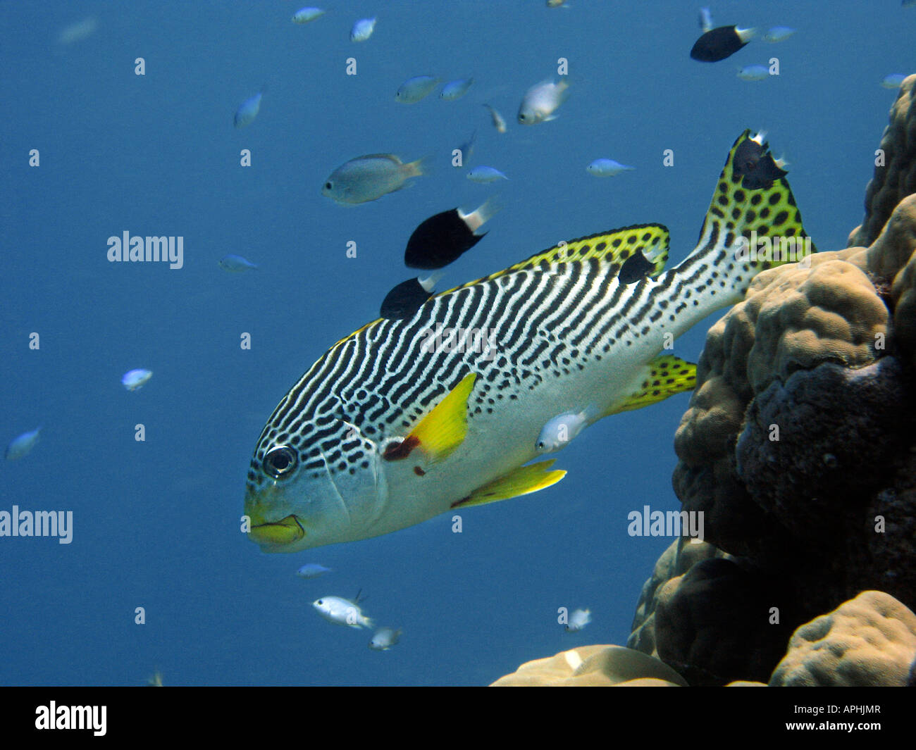 Diagonale Sweetlips nastrati Plectorhinchus lineatus Agincourt Reef della Grande Barriera Corallina del Queensland del Nord Australia Foto Stock