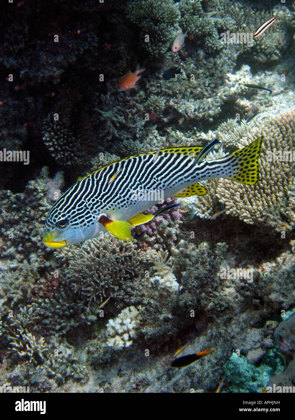 Diagonale Sweetlips nastrati Plectorhinchus lineatus Agincourt Reef della Grande Barriera Corallina del Queensland del Nord Australia Foto Stock