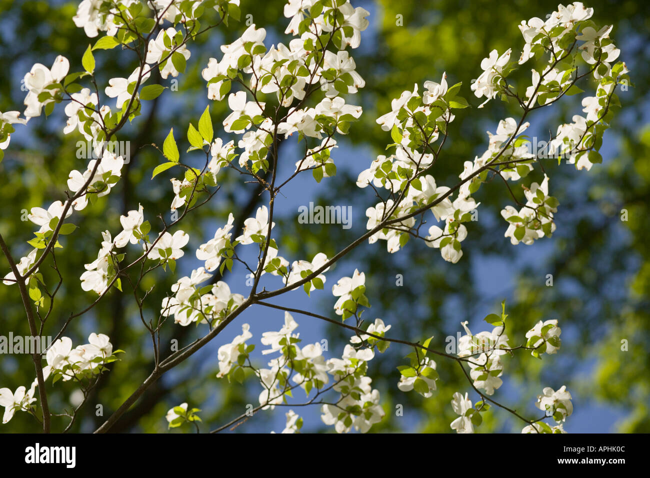 Washington DC Arboretum bianco fiori di corniolo. Cornus Florida Cornaceae. Foto Stock