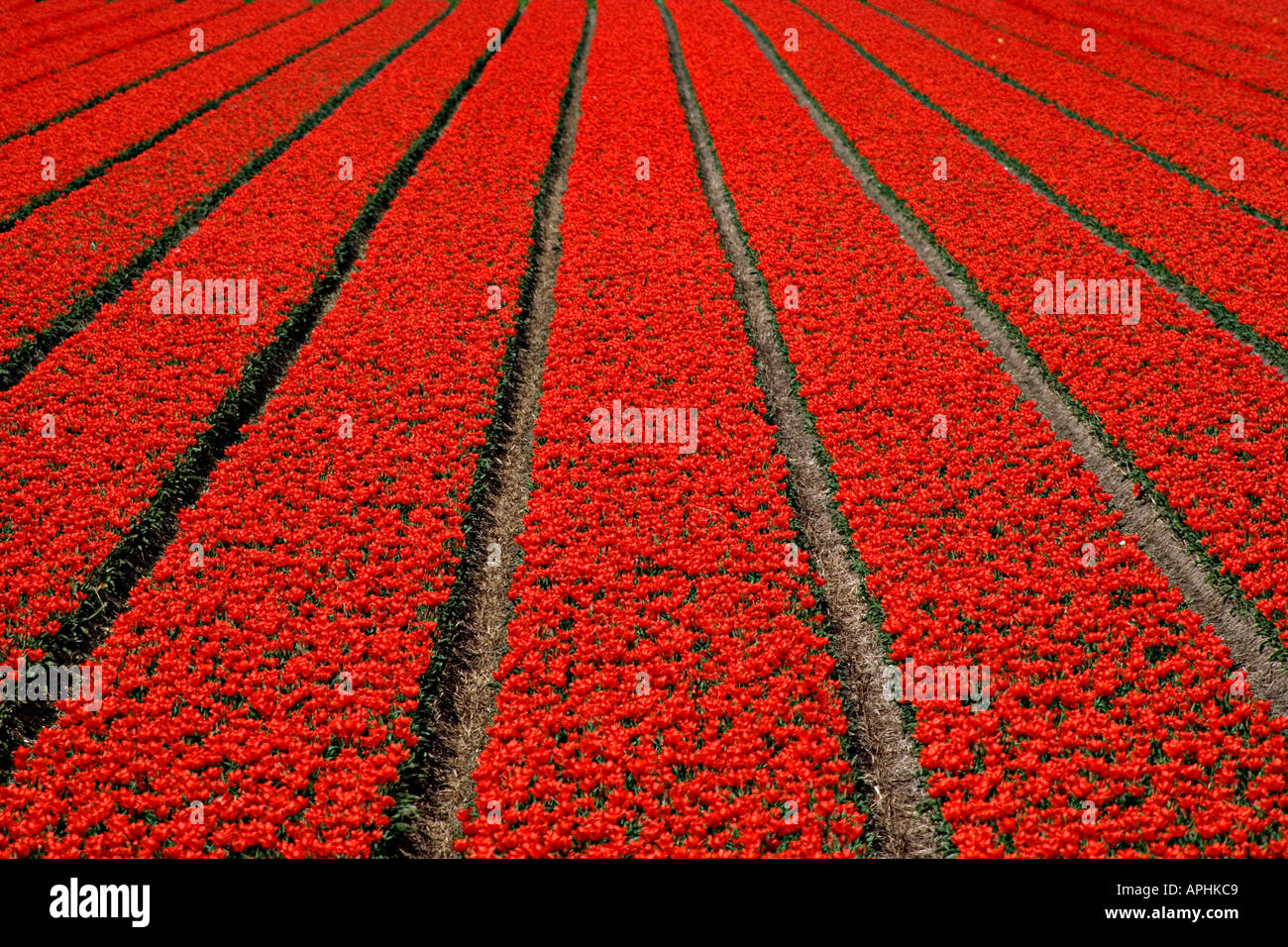Infinite righe di tulipani rossi, campi di tulipani con aiuole e solchi. Holland. Paesi Bassi. Foto Stock