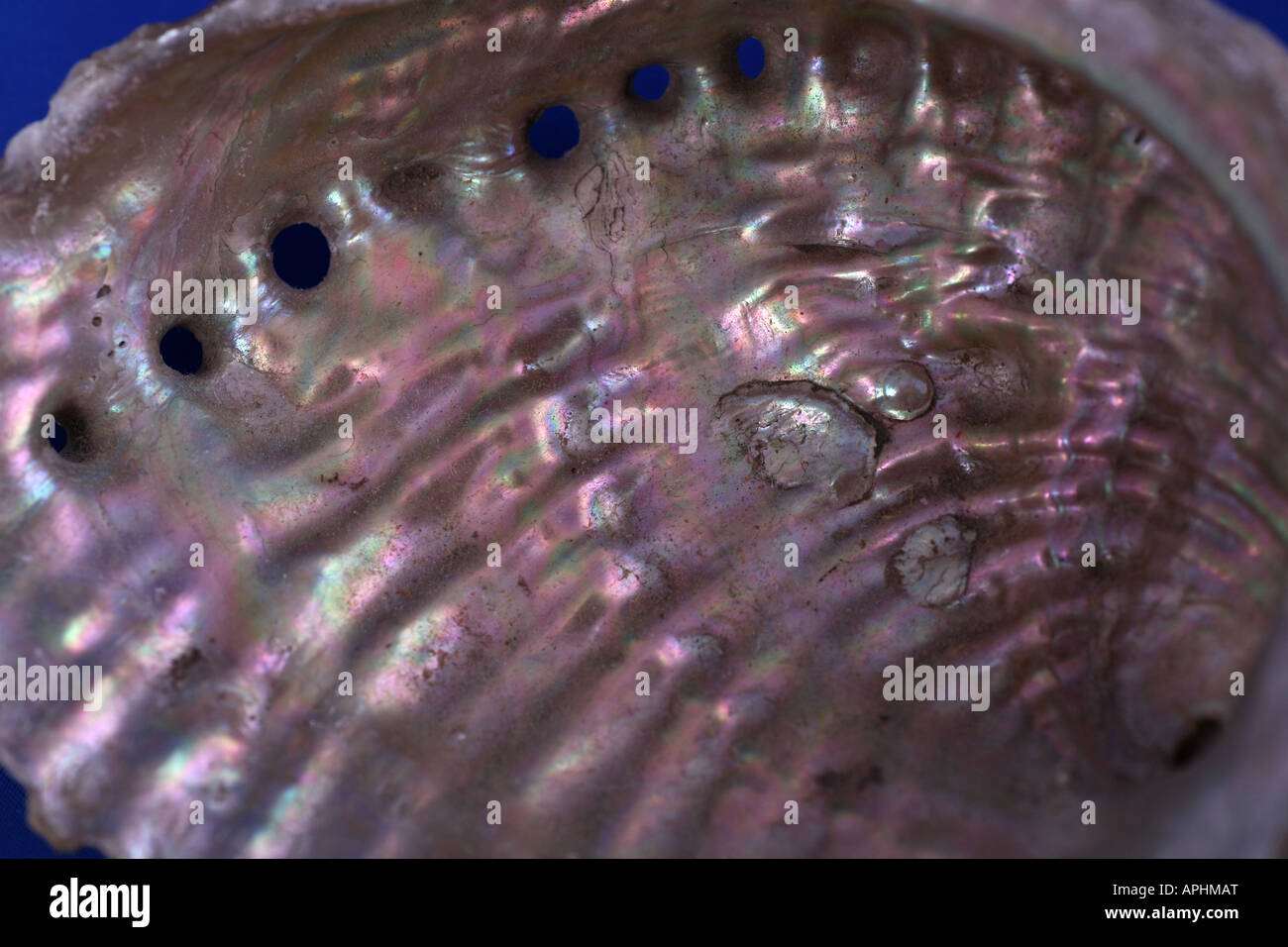 Ostrica con perla Foto Stock