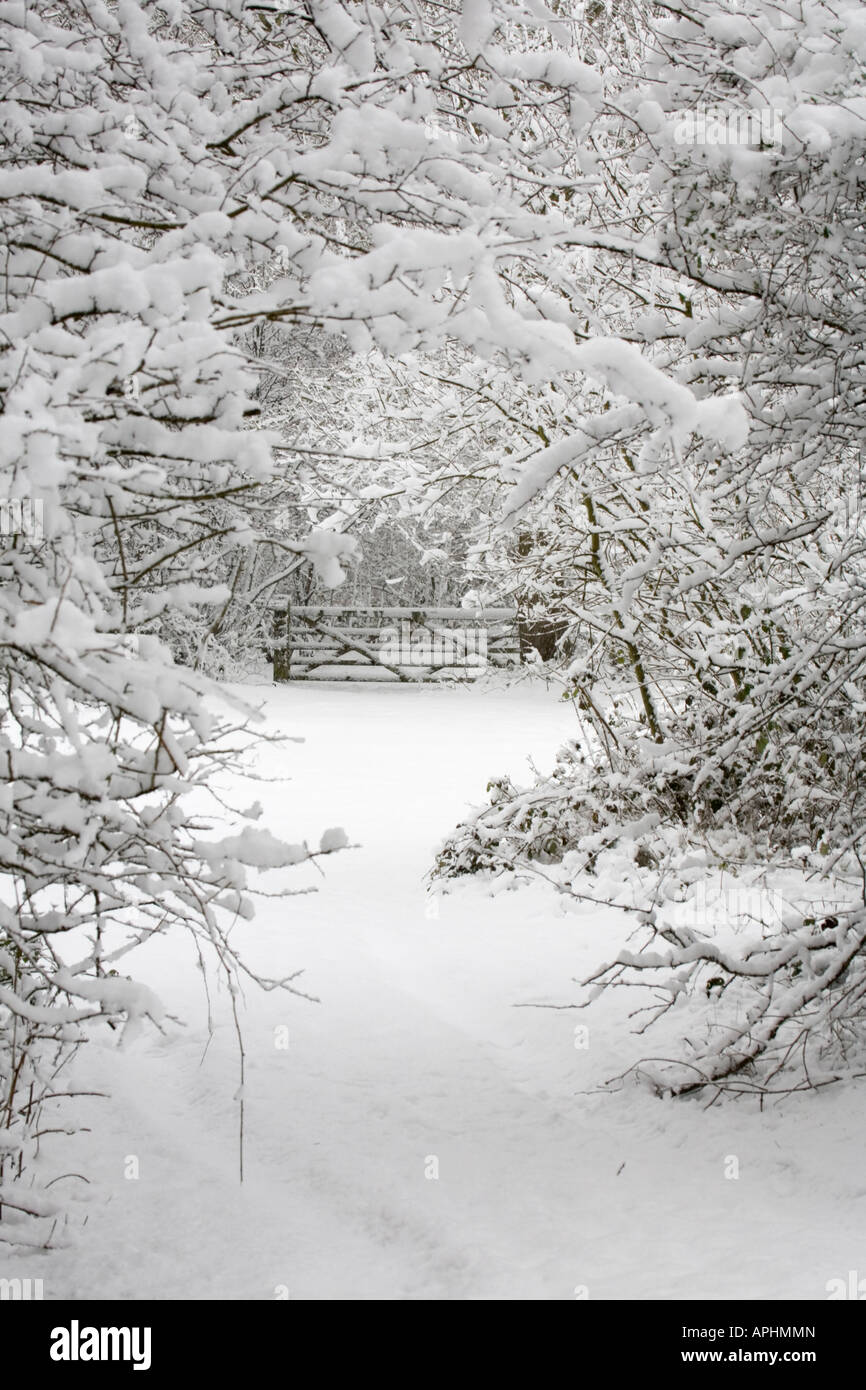 Un gate e gli alberi coperti di neve in un paesaggio invernale scena Foto Stock