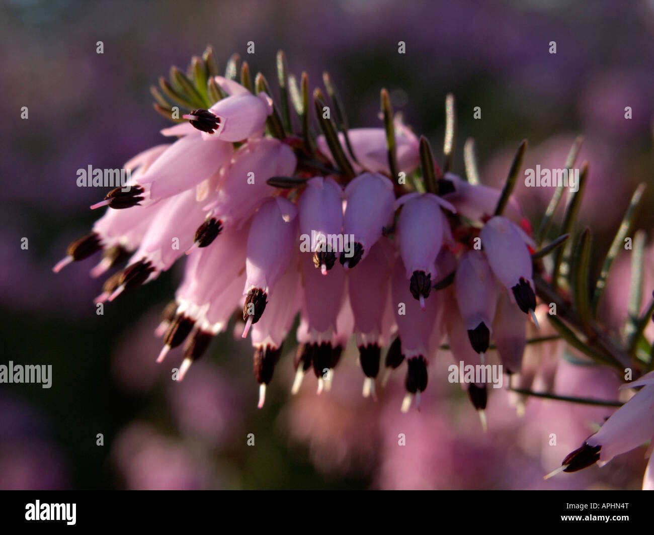 Inverno erica (Erica carnea syn. erica herbacea) Foto Stock