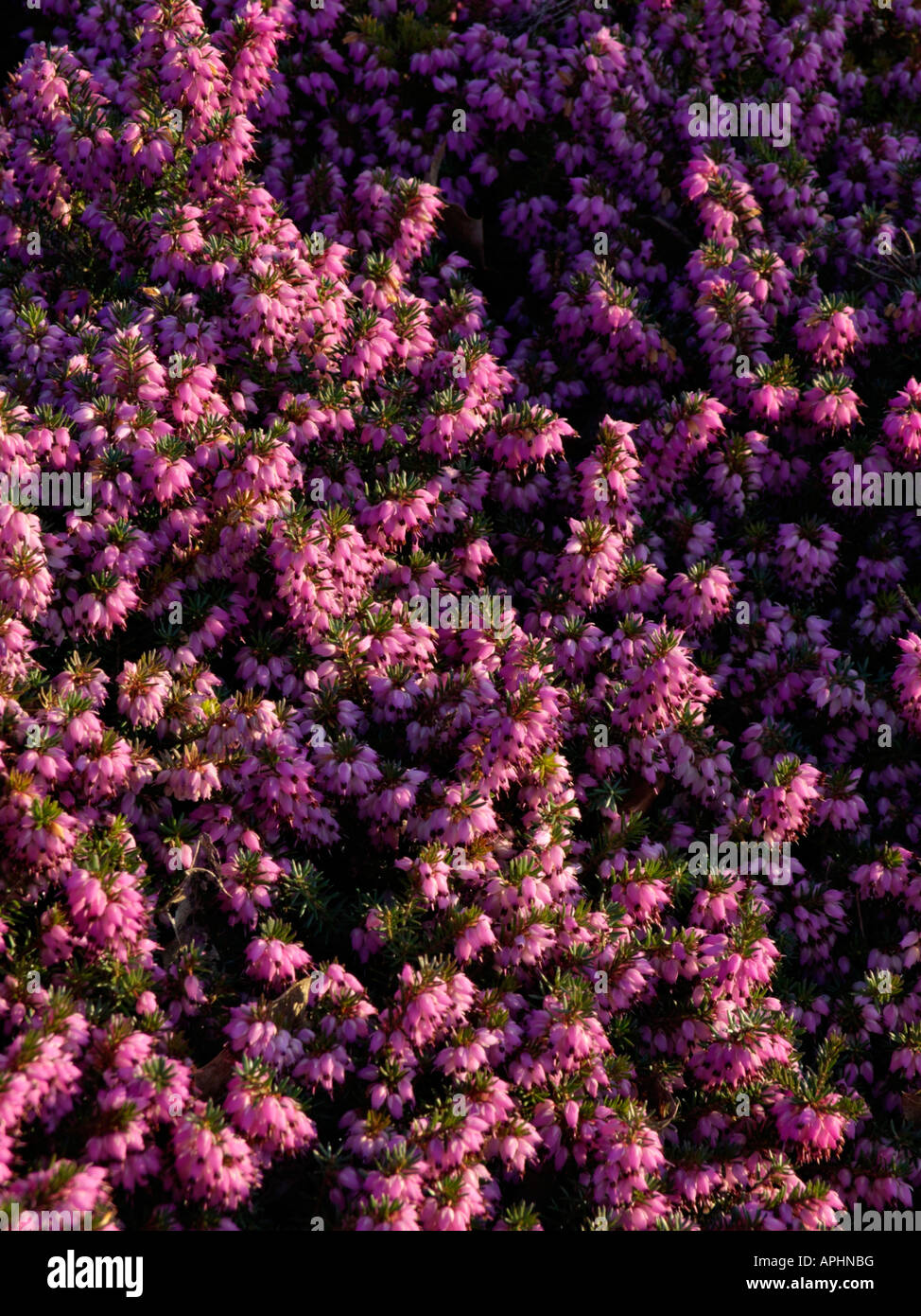 Inverno erica (Erica carnea syn. erica herbacea) Foto Stock