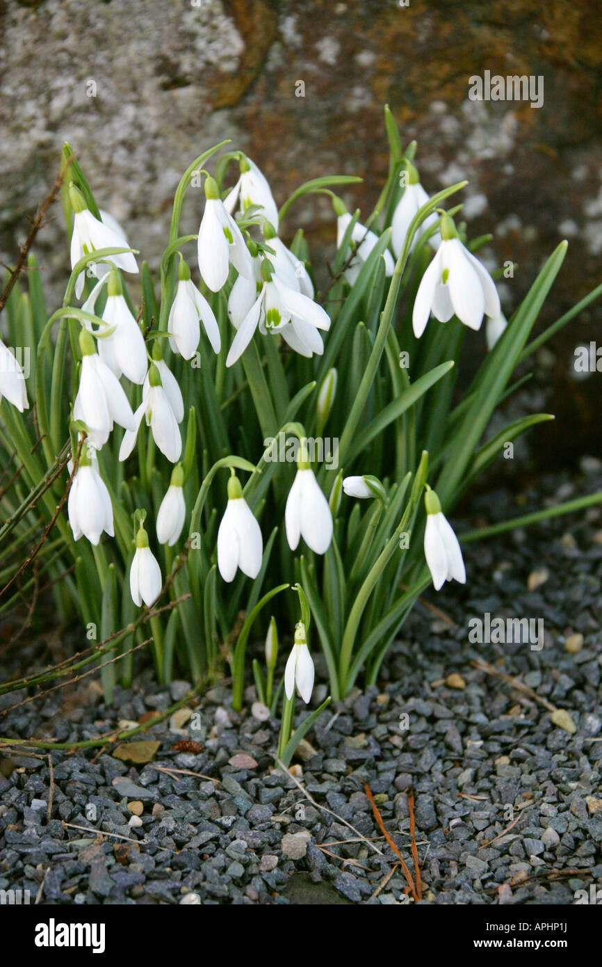 Gocce di neve, Galanthus nivalis Atkinsii, Amaryllidaceae Foto Stock