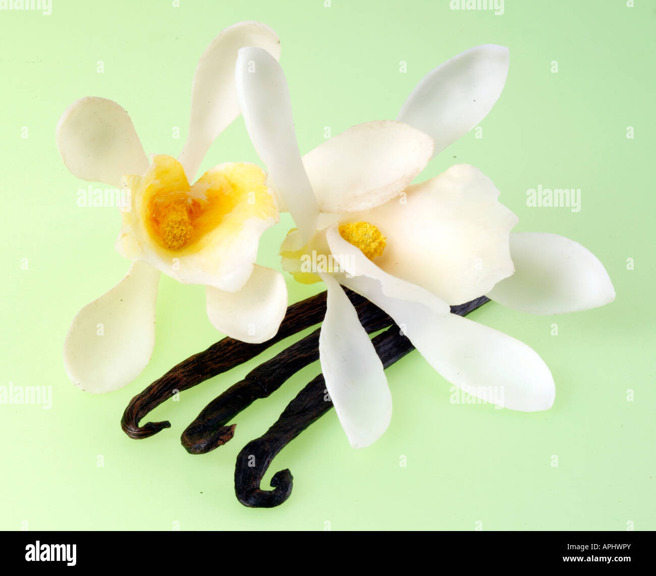 Due fiori di vaniglia e baccelli su verde Foto Stock
