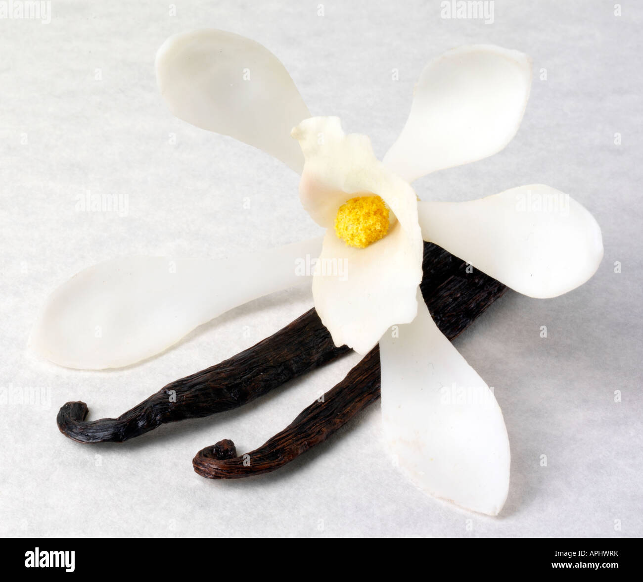 Fiore di vaniglia e baccelli su bianco Foto Stock