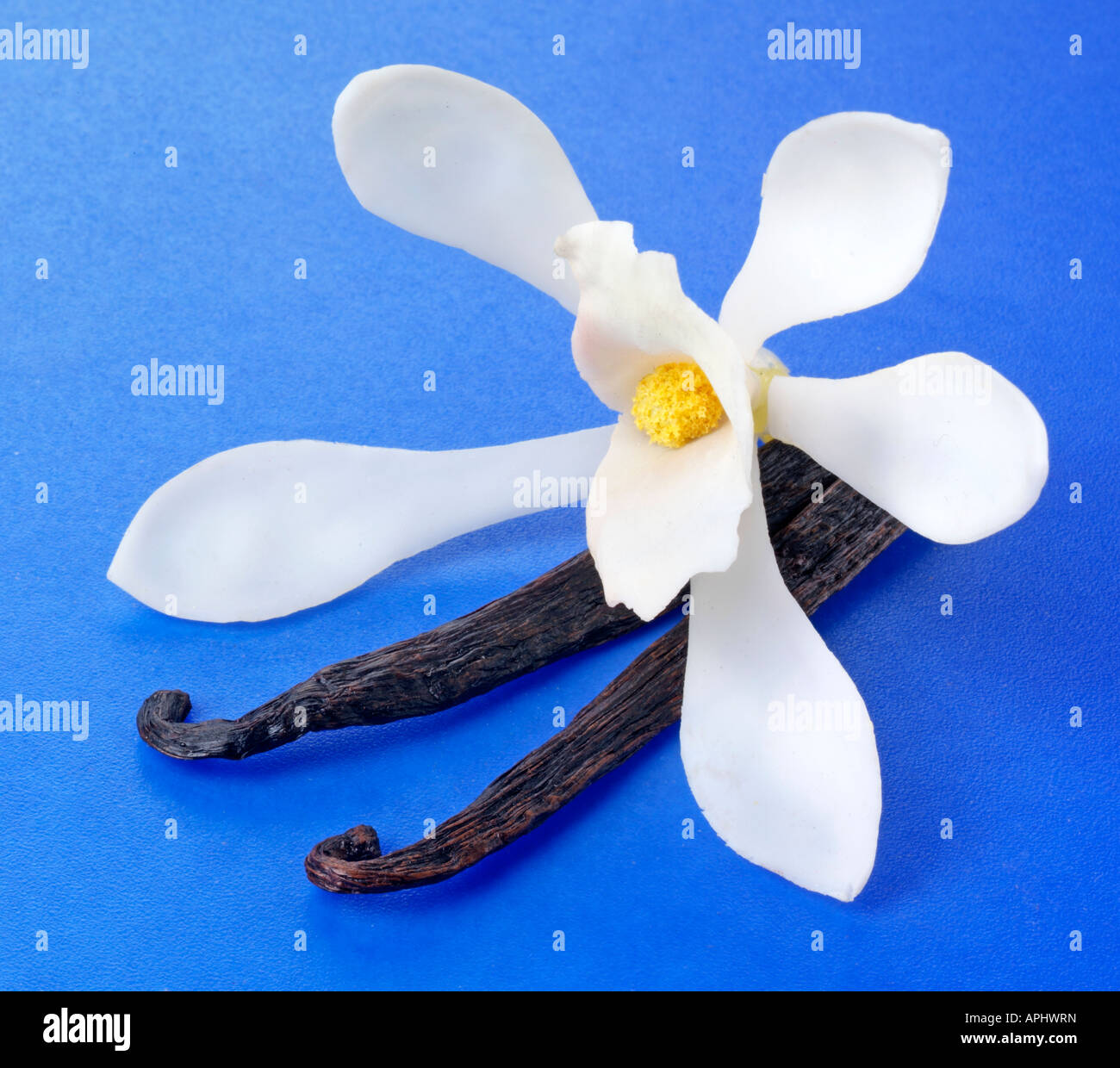 Fiore di vaniglia e baccelli su blu Foto Stock