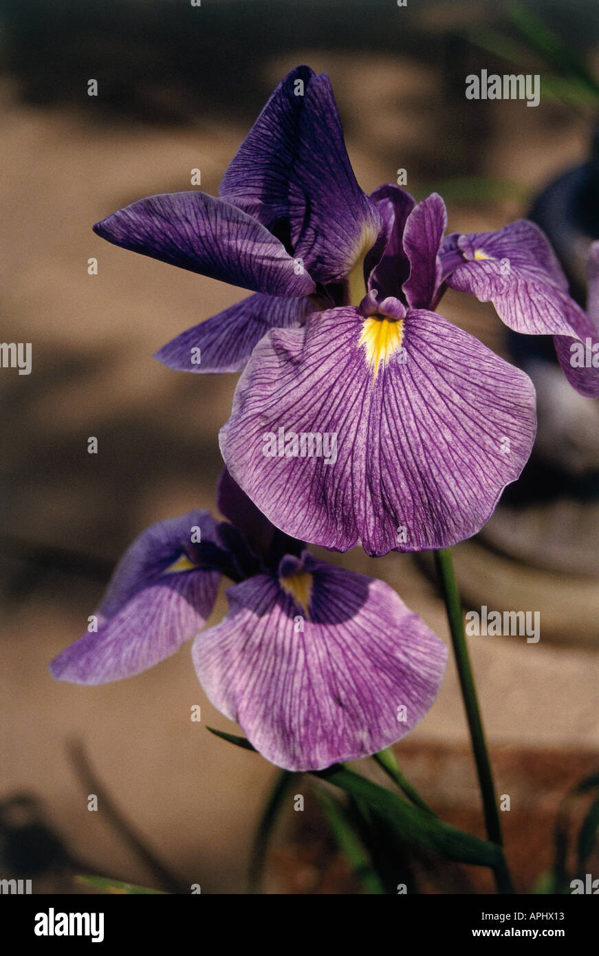 Un Iris Viola in Compton Acres Gardens Poole Dorset Inghilterra frutto di Thomas William Simpson iniziato dopo la II Guerra Mondiale Foto Stock