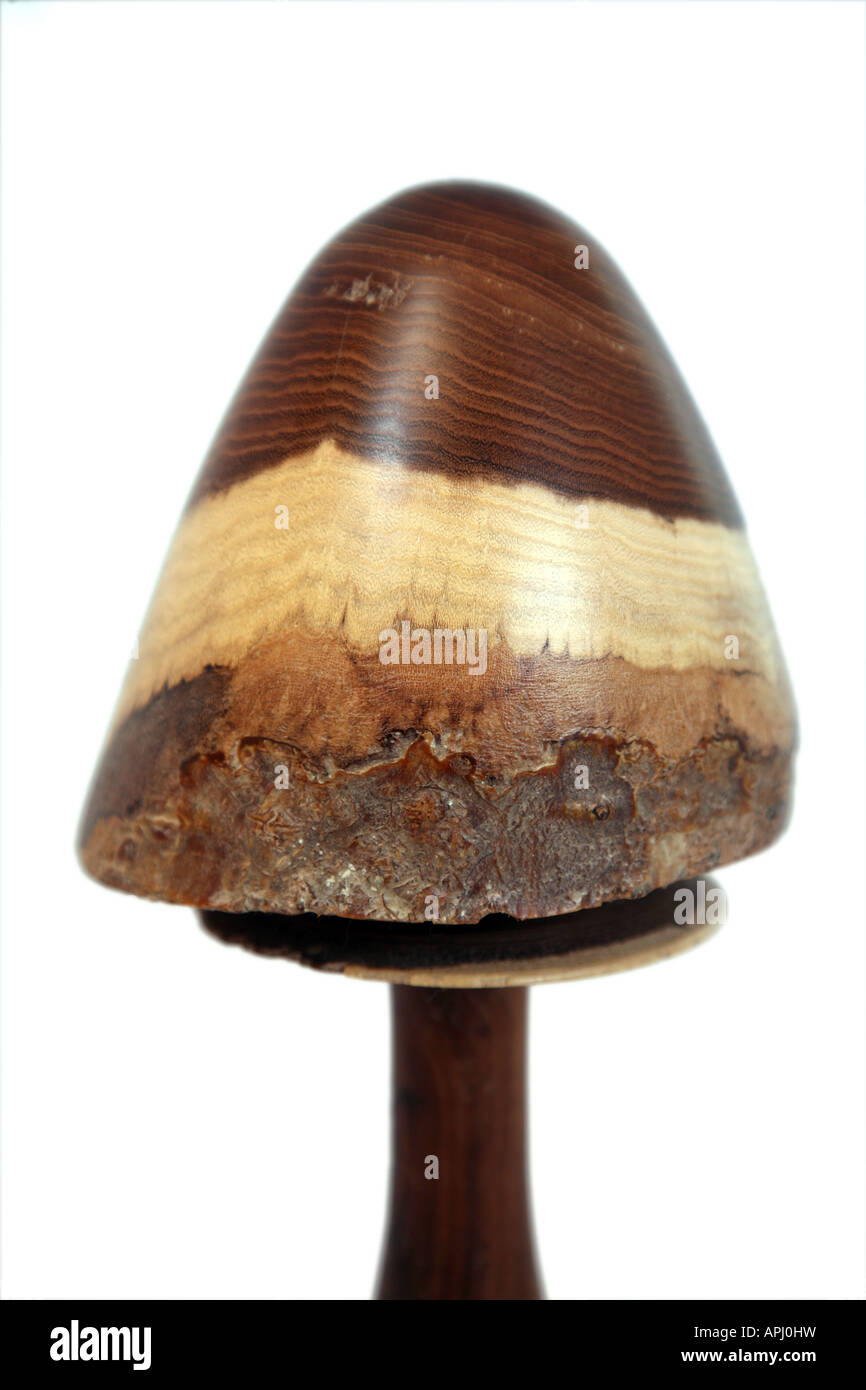 Fungo in legno Foto Stock