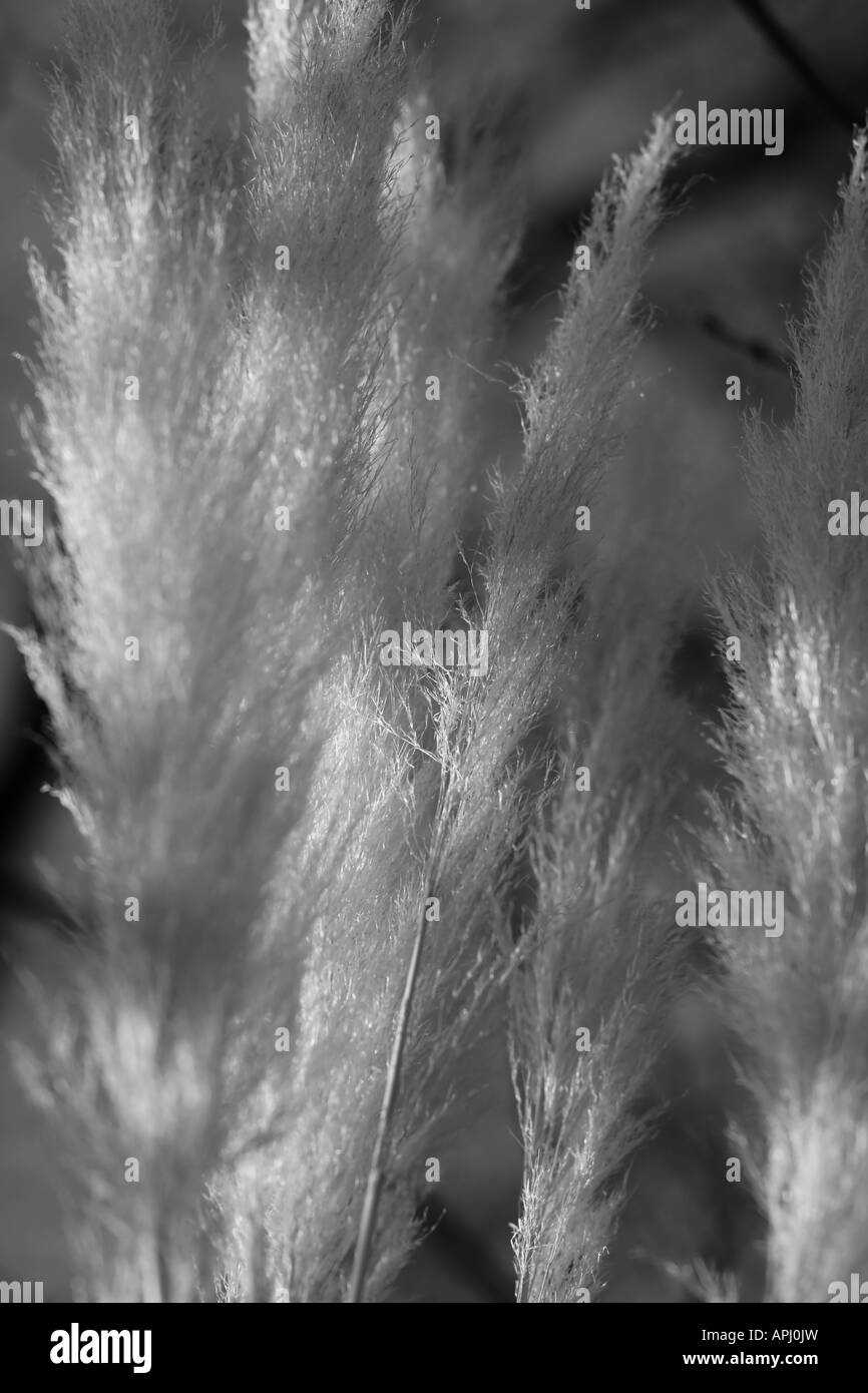 Una grande coda di volpe bush crescente, come si vede in bianco e nero Foto Stock