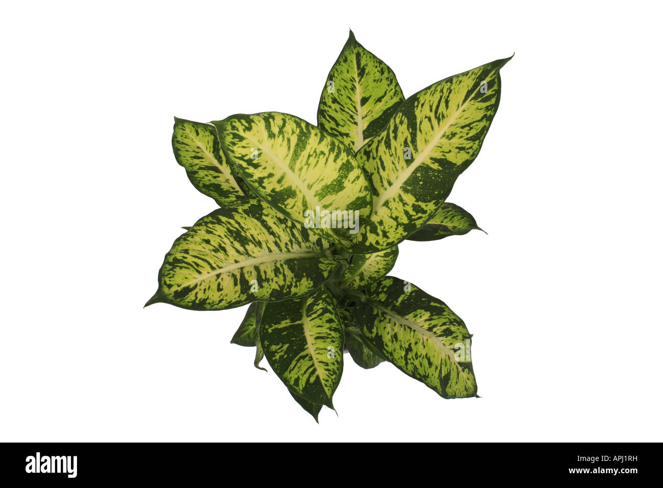 Dumb Dieffenbachia-Hybride canna impianto pot Foto Stock