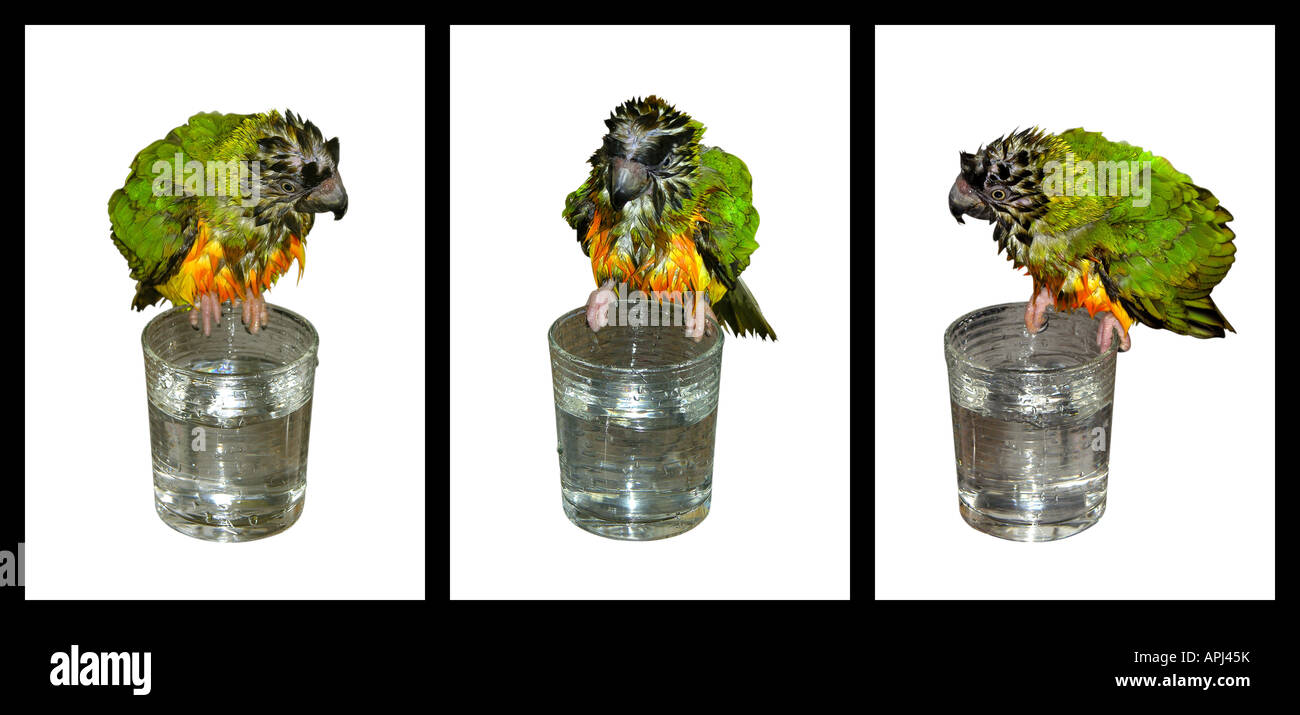 Sequenza di tre foto che mostra il Senegal Parrot avente una vasca da bagno in un bicchiere di acqua Foto Stock