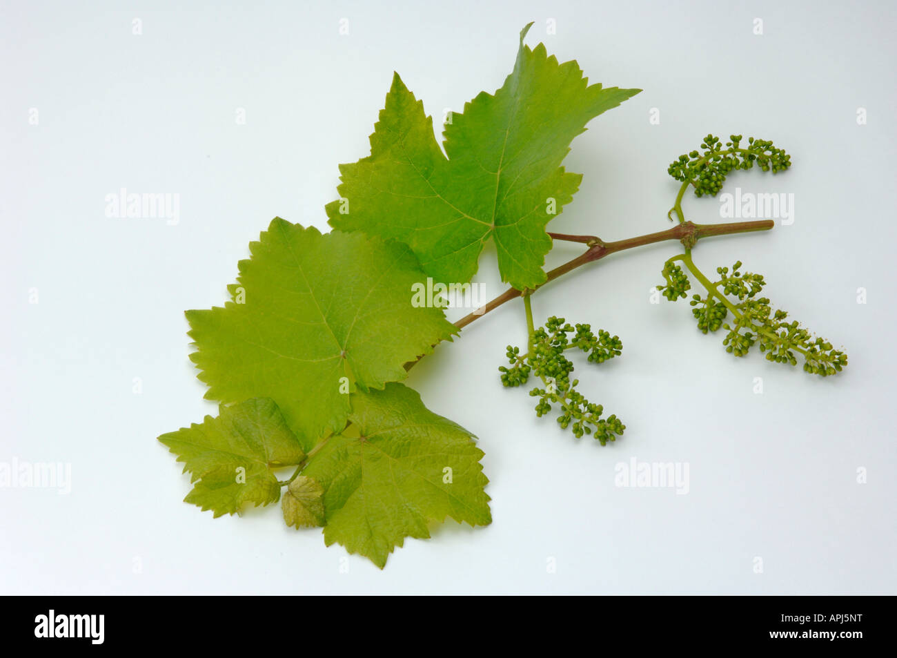Vite di uva (Vitis vinifera), ramoscello con foglie e boccioli di fiori recisi, studio immagine Foto Stock