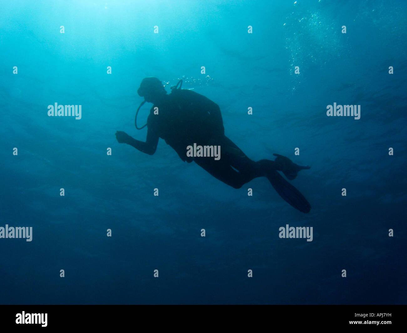 Scuba Diver Agincourt Reef della Grande Barriera Corallina del Queensland del Nord Australia Foto Stock