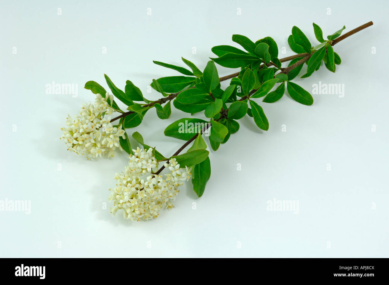Comune di ligustro (Ligustrum vulgare) ramoscello con foglie e fiori studio immagine Foto Stock