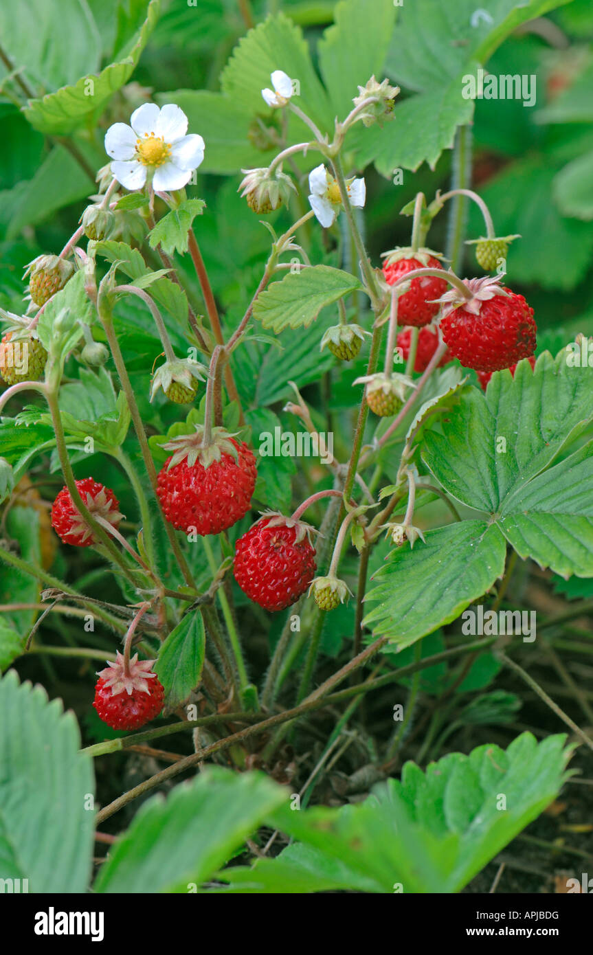 Fragole Alpine Strawberry Fragaria vesca pianta flowering con frutti di bosco Foto Stock