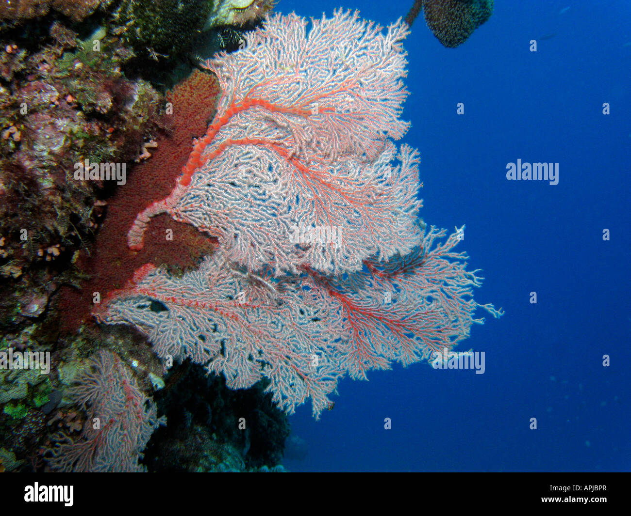 Fan coral Agincourt Reef della Grande Barriera Corallina del Queensland del Nord Australia Foto Stock