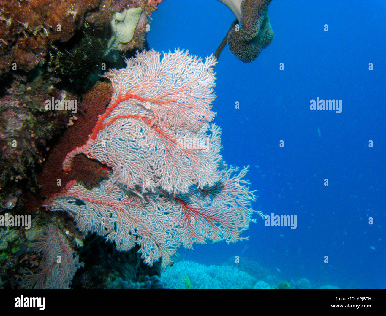 Fan coral Agincourt Reef della Grande Barriera Corallina del Queensland del Nord Australia Foto Stock
