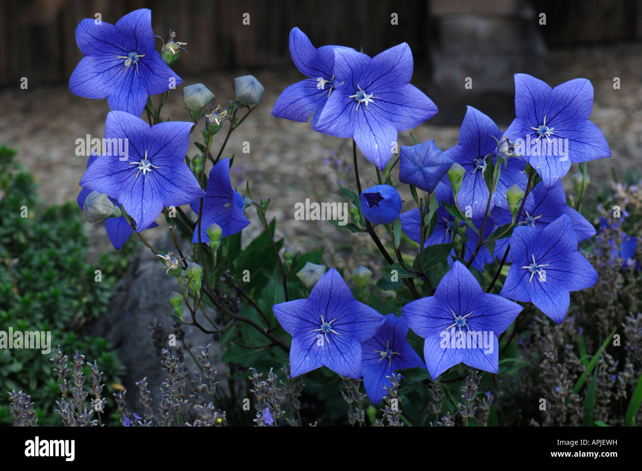 Fiore a palloncino (Platycodon grandiflorus, Campanula glauca), fioritura Foto Stock