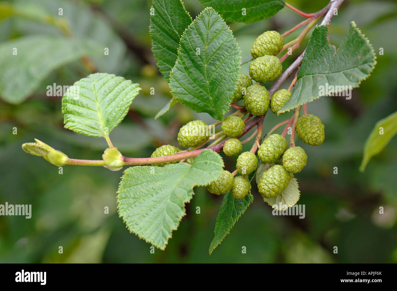 Alder (Alnus crispa var. mollis) ramoscello con foglie e frutta Foto Stock