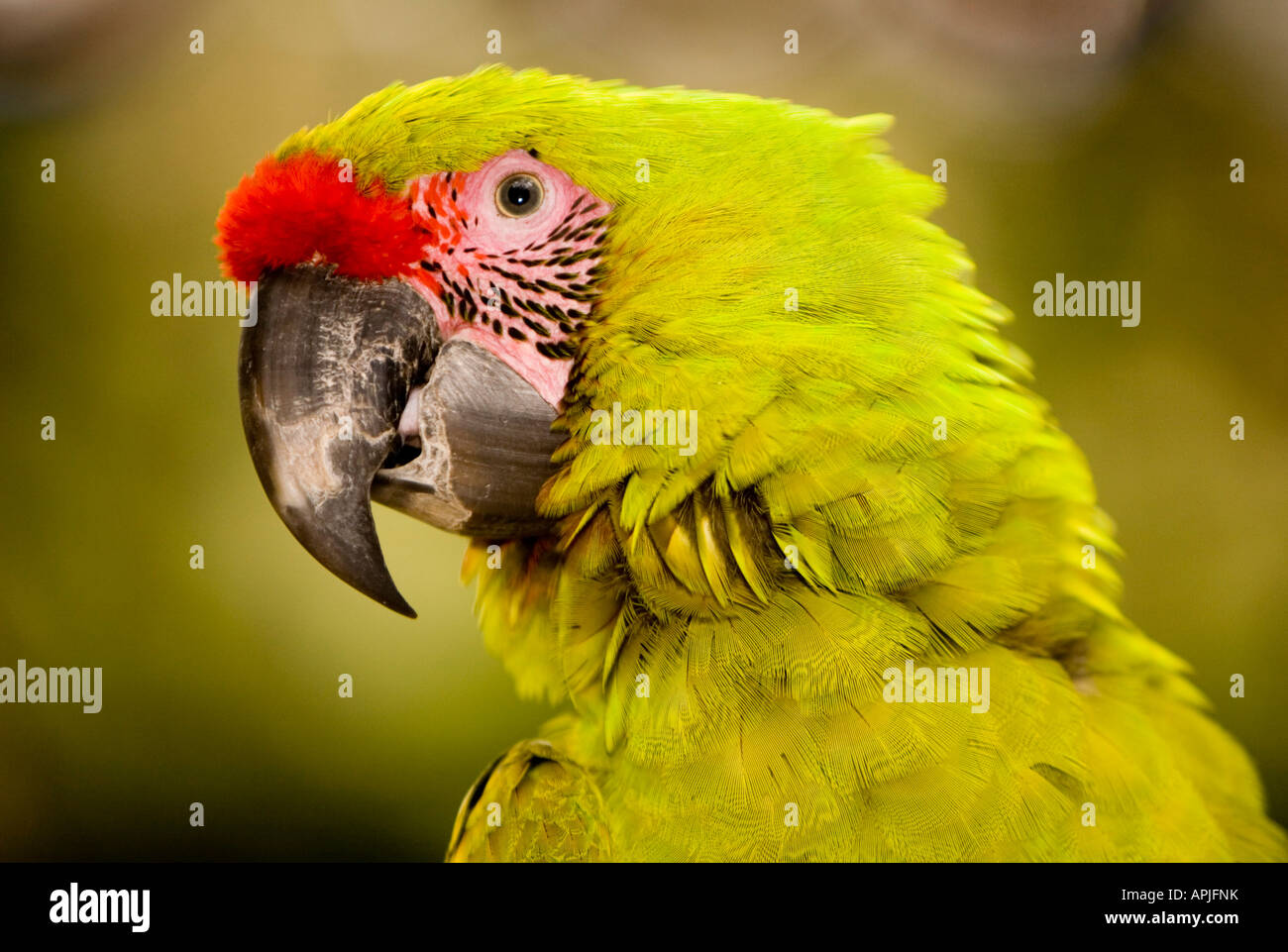 Militari Macaw Macaw Mountain Copan Ruinas Honduras Foto Stock