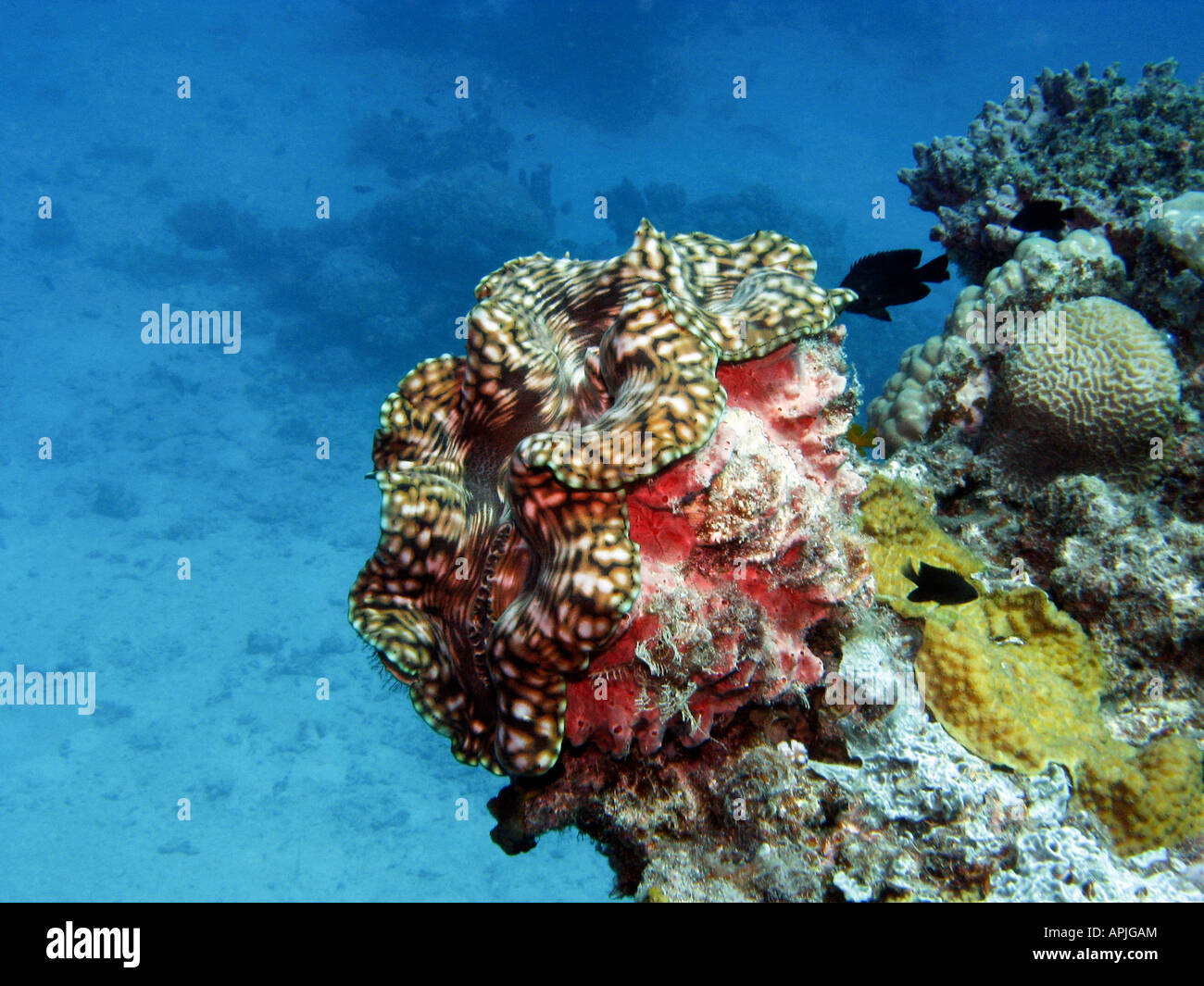 Vongola gigante di Agincourt Reef della Grande Barriera Corallina del Queensland del Nord Australia Foto Stock