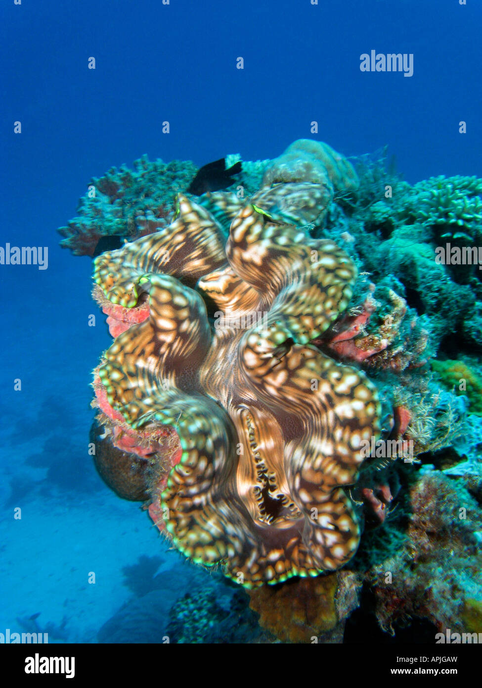 Vongola gigante di Agincourt Reef della Grande Barriera Corallina del Queensland del Nord Australia Foto Stock