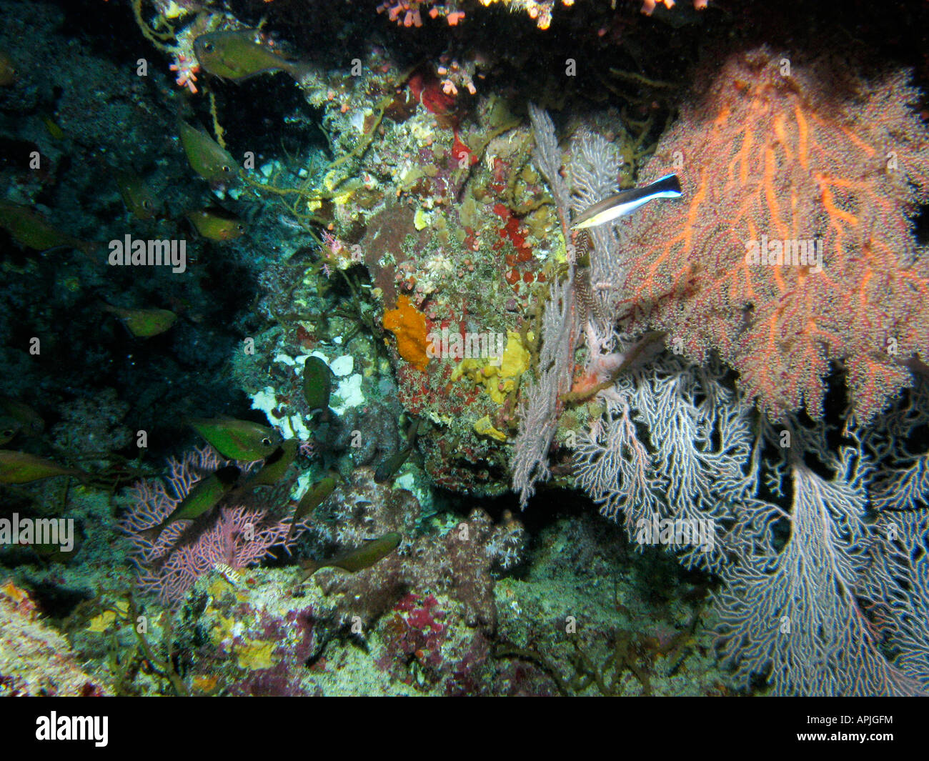 Fan coral Agincourt Reef della Grande Barriera Corallina del Queensland del Nord Australia Foto Stock