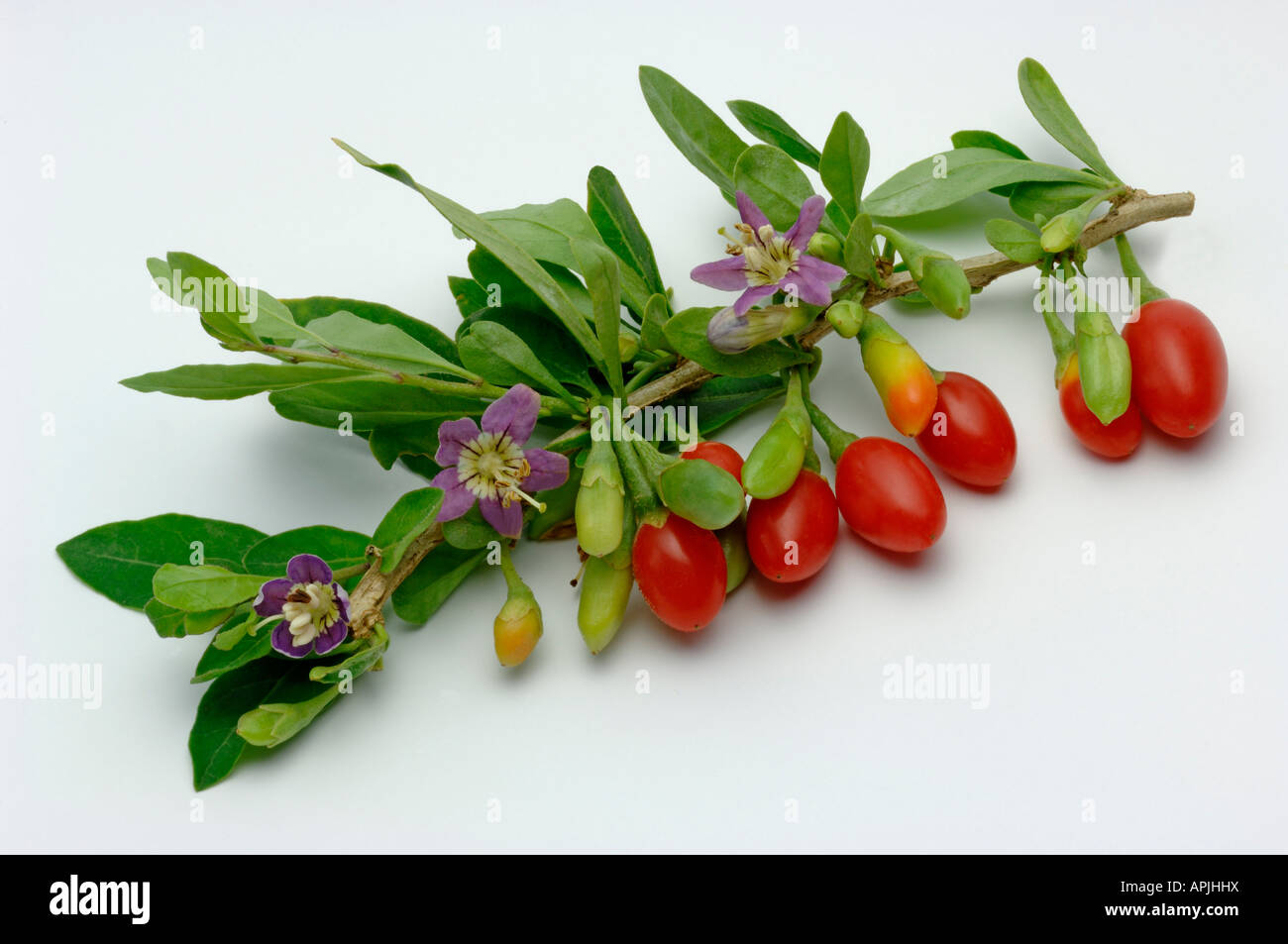 Boxthorn, Wolfberry Cinese (Lycium barbarum9, ramoscello con frutta e fiori studio immagine Foto Stock