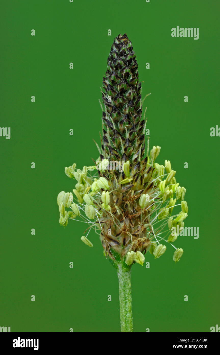 Inglese piantaggine, Ribwort (Planzago lanceolata), levetta di fioritura Foto Stock