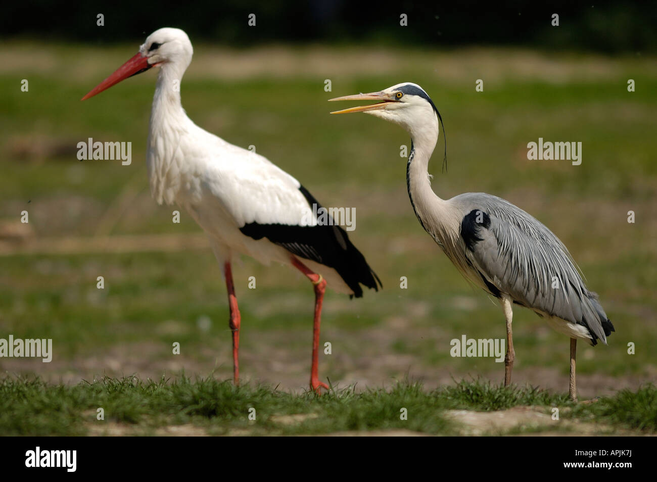 Cicogna bianca (Ciconia ciconia) e airone cinerino (Ardea cinerea) Foto Stock