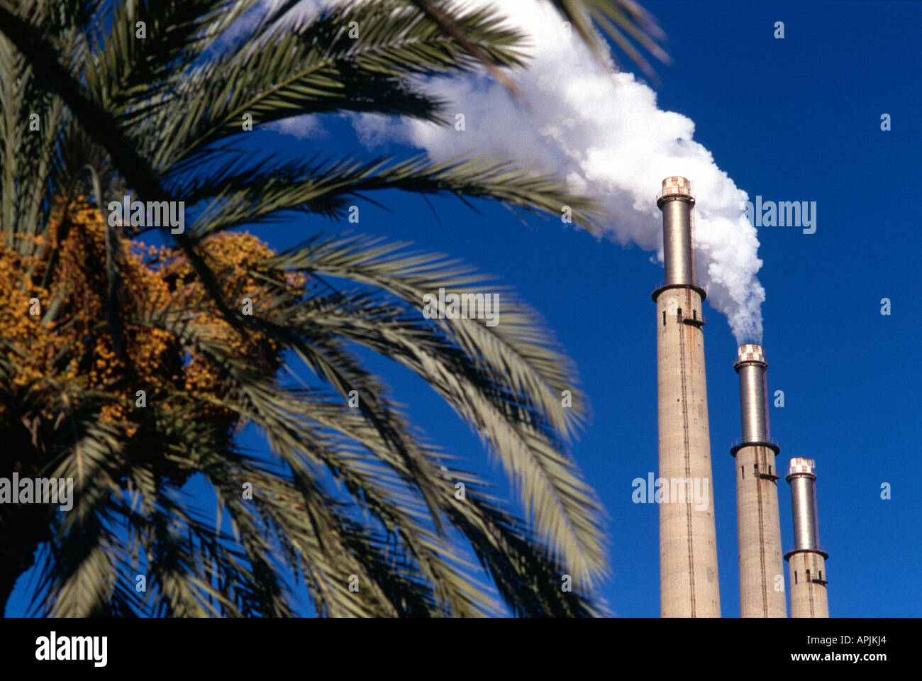Impianto di alimentazione & Palm tree. Foto Stock
