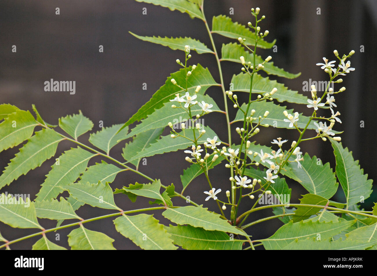 Neem Neemtree (azadirachta indica Antelaea azadirachta Melia azadirachta) ramoscello di fiori Foto Stock