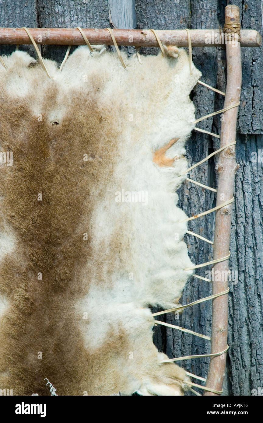 Pelo di animali tesa su telaio in legno Foto Stock