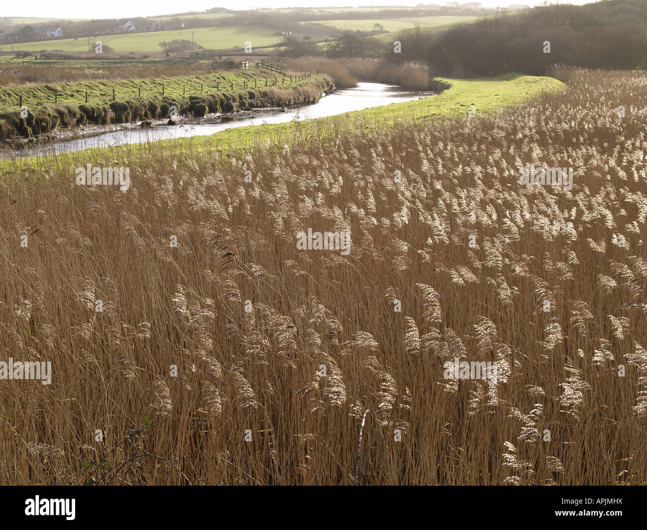 Vista su Bude paludi riserva naturale Foto Stock
