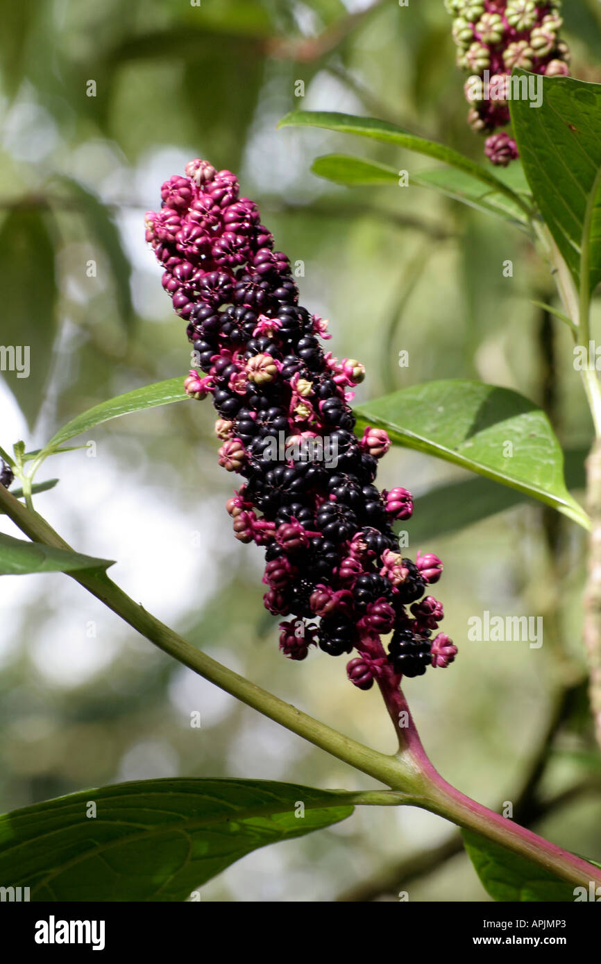 Phytolacca americana N American pokeweed durante il mese di settembre i semi velenosi può essere letale se ingerita Foto Stock