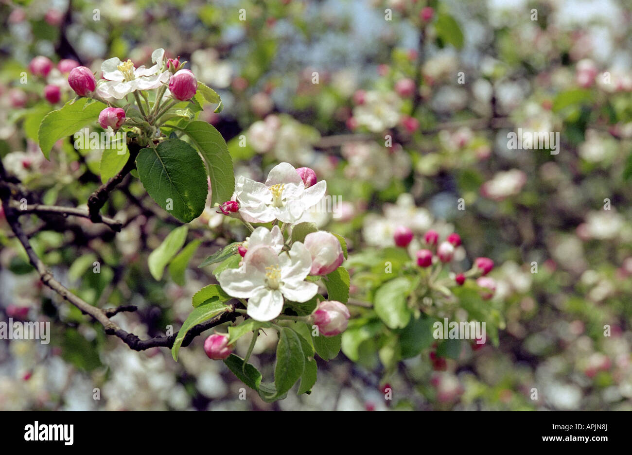 Fioritura melo Foto Stock