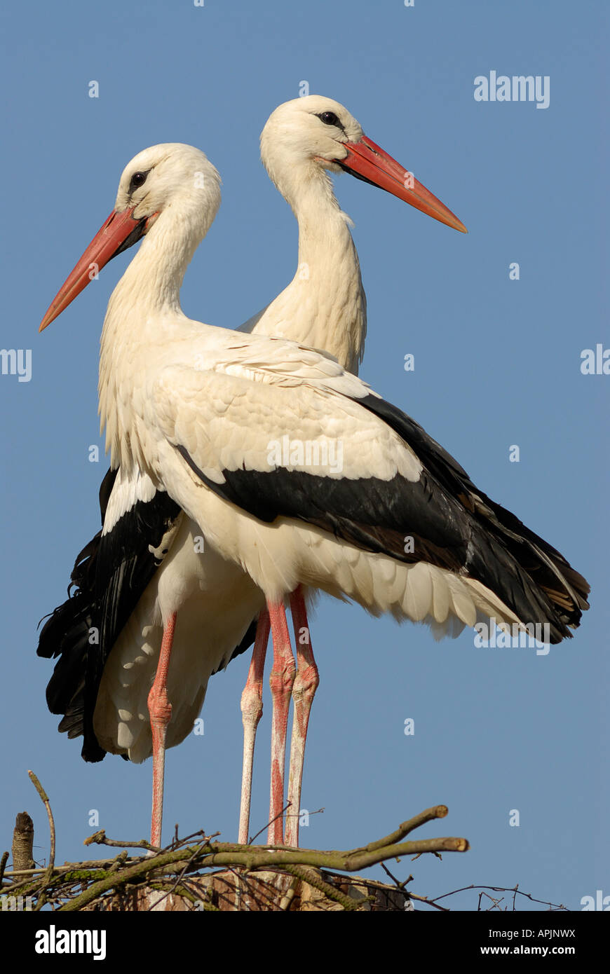 Cicogna bianca (Ciconia ciconia), coppia in piedi sul nido Foto Stock
