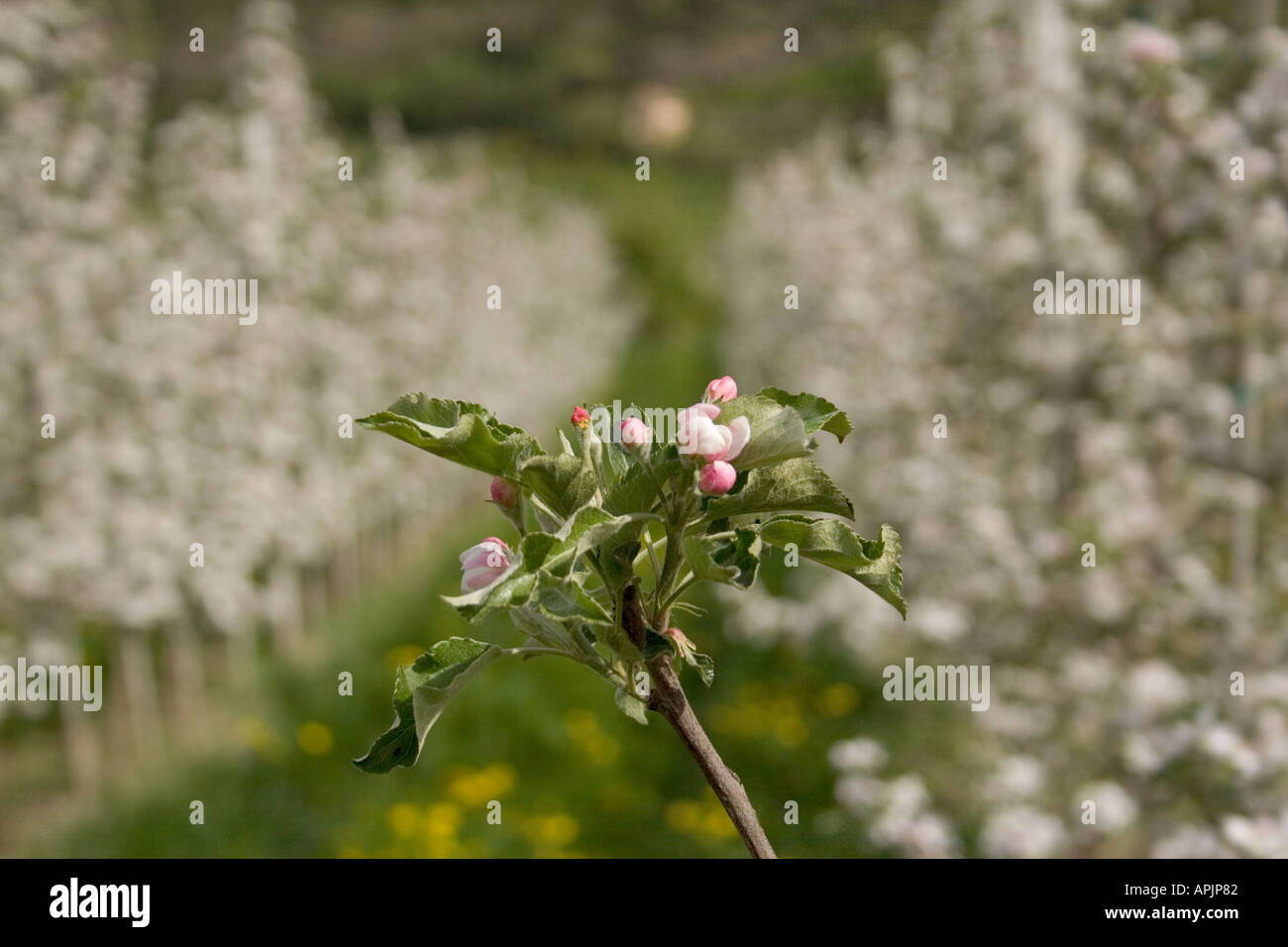 Apple Blossom inizio in filari di alberi di mele in Alto Adige Italia Foto Stock