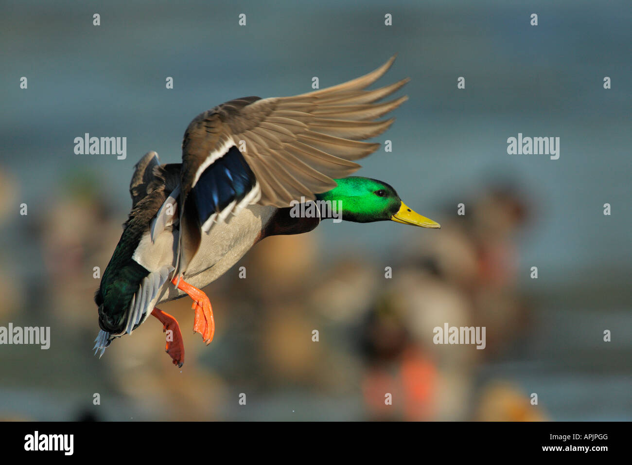 Mallard duck drake preparando per sbarcare in laguna Victoria British Columbia Canada Foto Stock